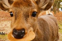 レンカウでフォトジェニック～奈良編～